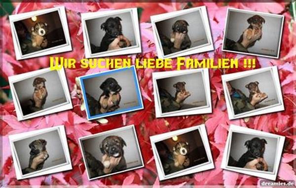 Welpen suchen Familien