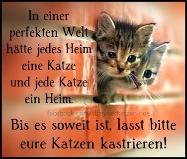 katzen kastrieren