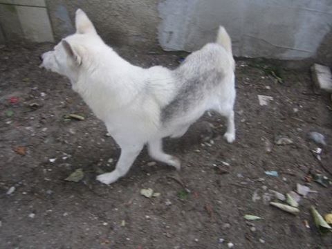 huska2 huska2