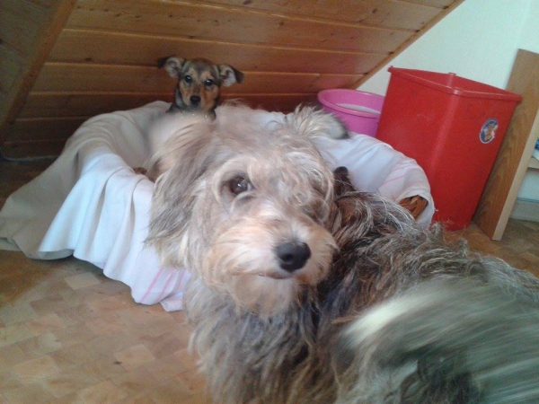 Susi