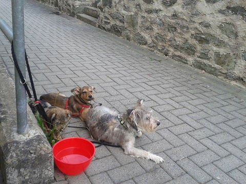 susi mit Welpen3 susi mit Welpen3