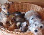susi mit welpen4