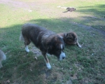Brutus