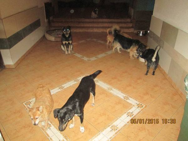 0612015 hunde