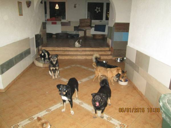 0612015 hunde1