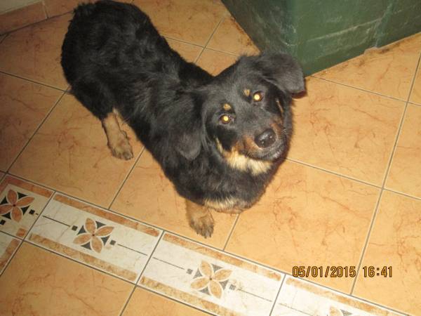 0612015 hunde6 0612015 hunde6