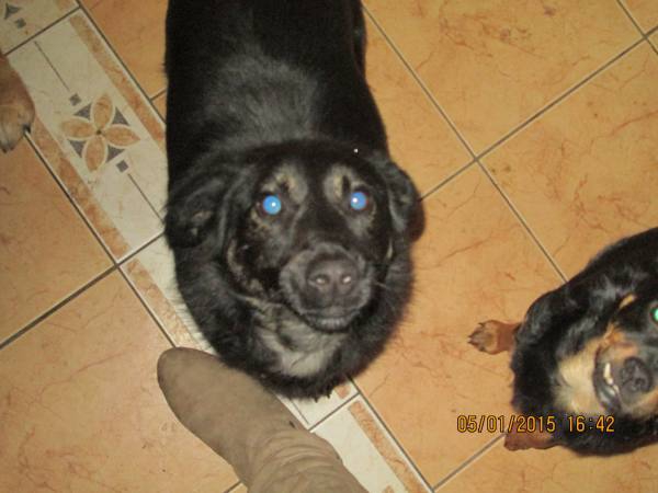 0612015 hunde7 0612015 hunde7