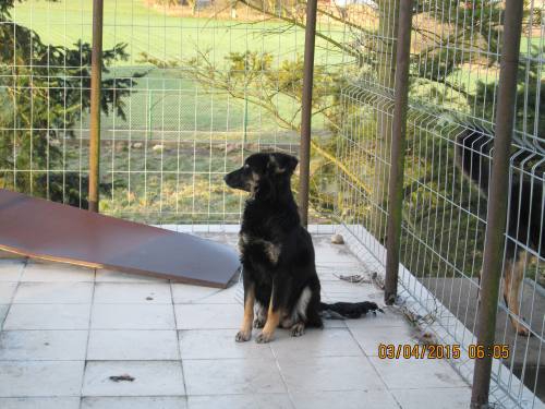 02042015 Hunde  Buda 003 02042015 Hunde  Buda 003