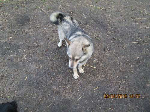 02042015 Hunde  Buda 019 02042015 Hunde  Buda 019