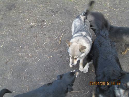 02042015 Hunde  Buda 020 02042015 Hunde  Buda 020