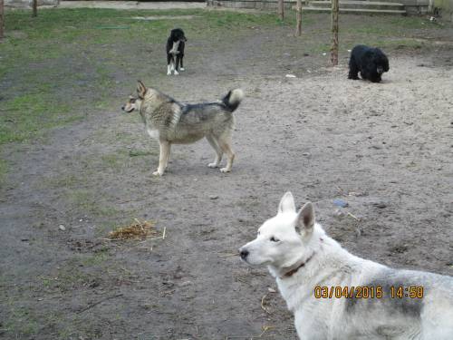 02042015 Hunde  Buda 023 02042015 Hunde  Buda 023