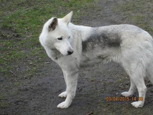 02042015 Hunde  Buda 030 02042015 Hunde  Buda 030