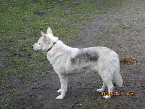 02042015 Hunde  Buda 032 02042015 Hunde  Buda 032