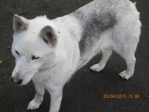 02042015 Hunde  Buda 035 02042015 Hunde  Buda 035