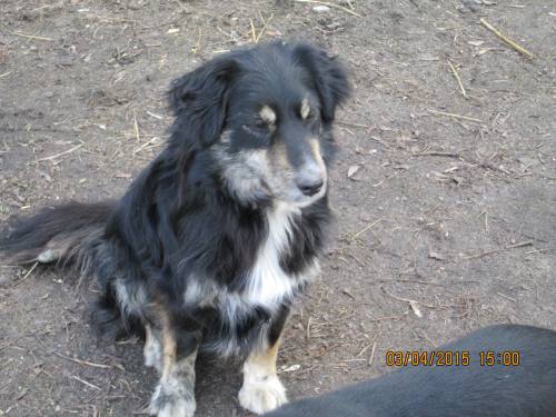 02042015 Hunde  Buda 036 02042015 Hunde  Buda 036