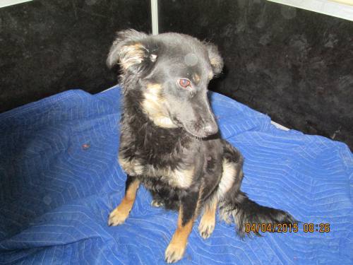 03042015 Bella Hunde  006 03042015 Bella Hunde  006