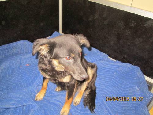 03042015 Bella Hunde  007 03042015 Bella Hunde  007