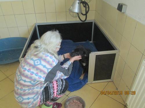03042015 Bella Hunde  010 03042015 Bella Hunde  010