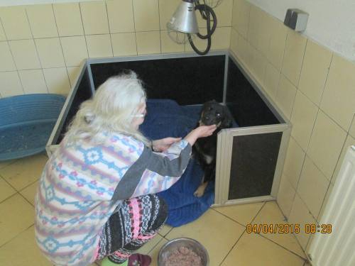 03042015 Bella Hunde  011 03042015 Bella Hunde  011