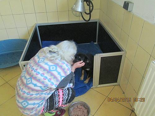 03042015 Bella Hunde  012 03042015 Bella Hunde  012