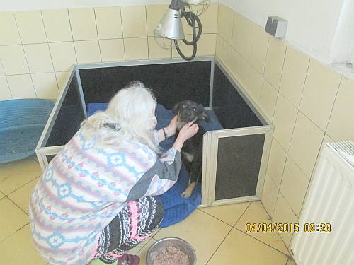 03042015 Bella Hunde  014 03042015 Bella Hunde  014