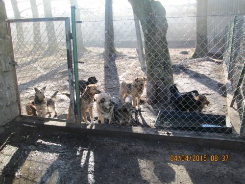 03042015 Bella Hunde  017 03042015 Bella Hunde  017