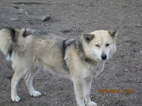 03042015 Milenka Hunde  037 03042015 Milenka Hunde  037