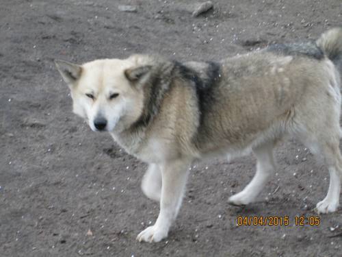 03042015 Milenka Hunde  039 03042015 Milenka Hunde  039
