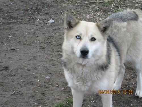 03042015 Milenka Hunde  040 03042015 Milenka Hunde  040