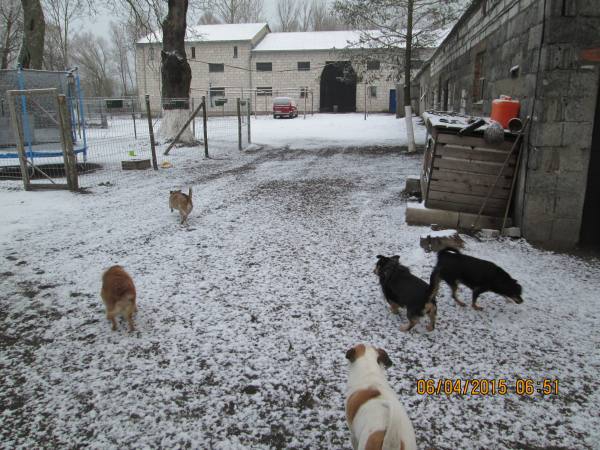 05042015 hunde 003 05042015 hunde 003