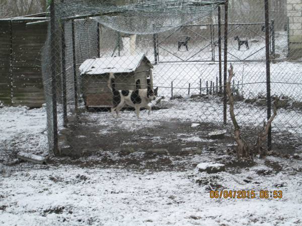 05042015 hunde 005 05042015 hunde 005