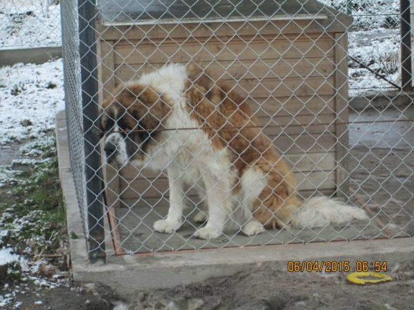05042015 hunde 011 05042015 hunde 011