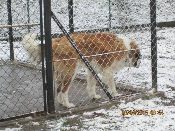 05042015 hunde 012 05042015 hunde 012
