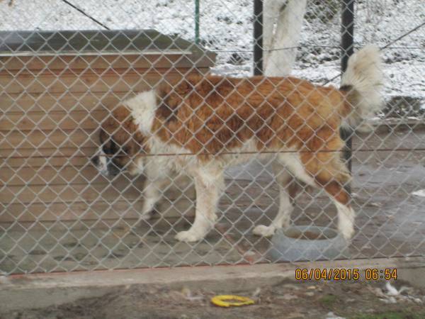 05042015 hunde 014 05042015 hunde 014