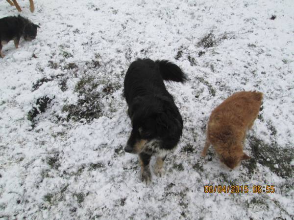 05042015 hunde 015 05042015 hunde 015