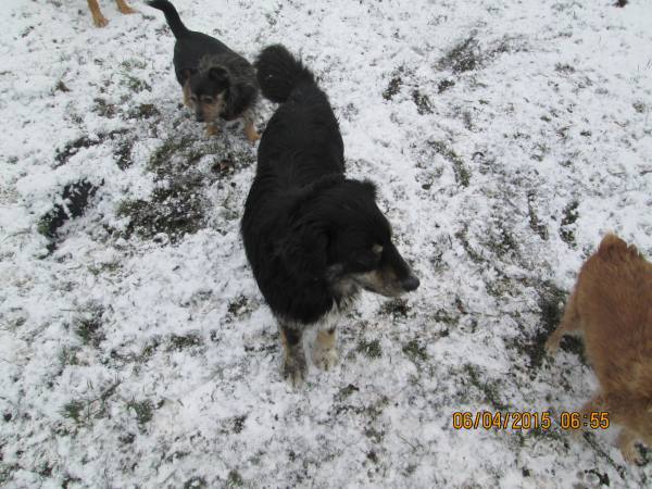 05042015 hunde 016 05042015 hunde 016