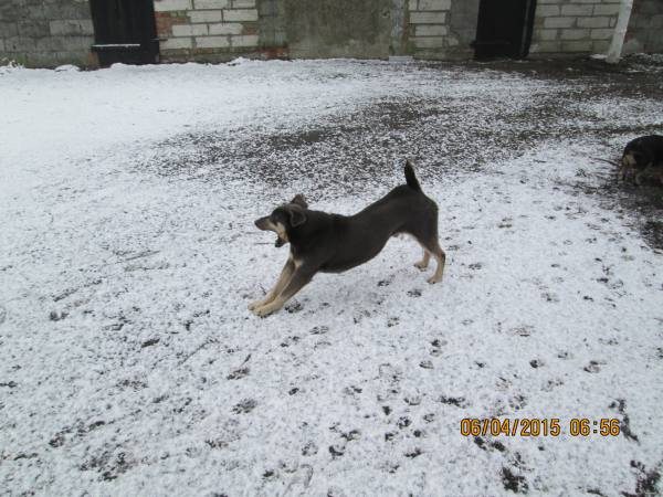05042015 hunde 020 05042015 hunde 020