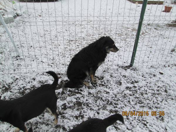 05042015 hunde 021 05042015 hunde 021