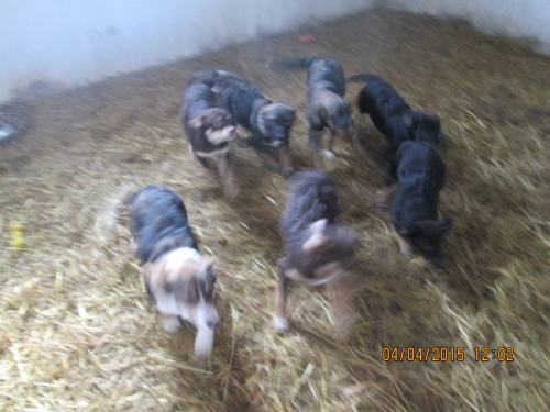 03042015 Milenka Hunde  023 03042015 Milenka Hunde  023