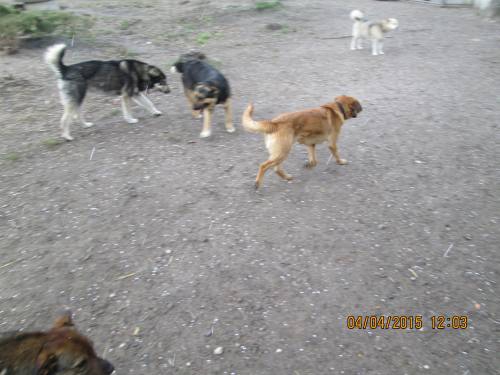 03042015 Milenka Hunde  030 03042015 Milenka Hunde  030