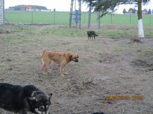 03042015 Milenka Hunde  032 03042015 Milenka Hunde  032