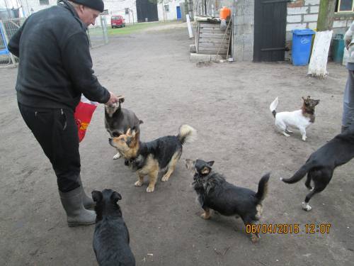 05042015 hunde1 042 05042015 hunde1 042