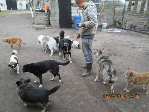05042015 hunde1 046 05042015 hunde1 046