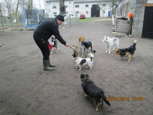05042015 hunde1 047 05042015 hunde1 047