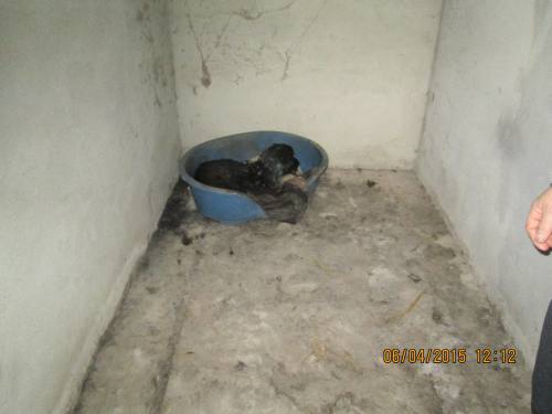 05042015 hunde1 056 05042015 hunde1 056