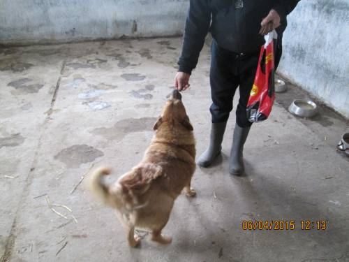 05042015 hunde1 057 05042015 hunde1 057