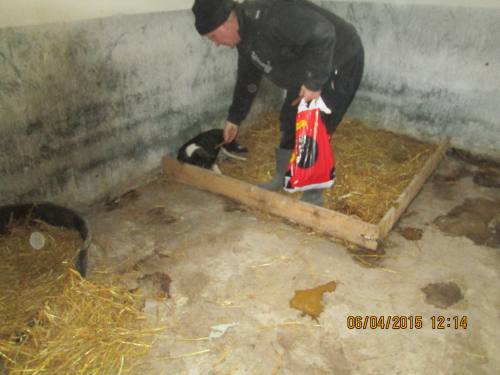 05042015 hunde1 058 05042015 hunde1 058