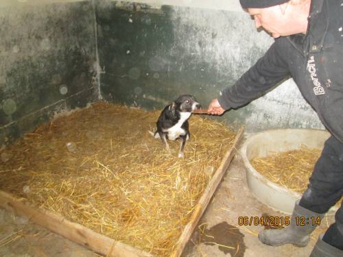 05042015 hunde1 060 05042015 hunde1 060