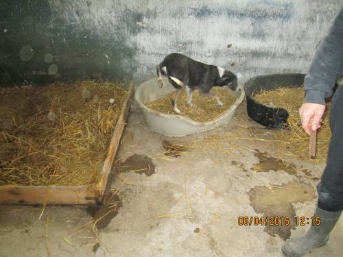 05042015 hunde1 061 05042015 hunde1 061