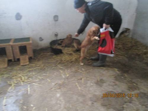 05042015 hunde1 063 05042015 hunde1 063